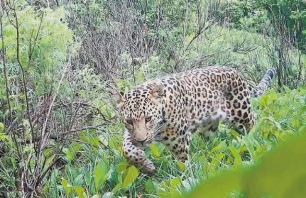 易速宝 消失30年返京？河北银河山连续发现华北豹，距北京仅160公里